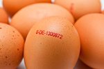 Eier AdobeStock 105839856