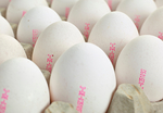 Eier AdobeStock 168288643